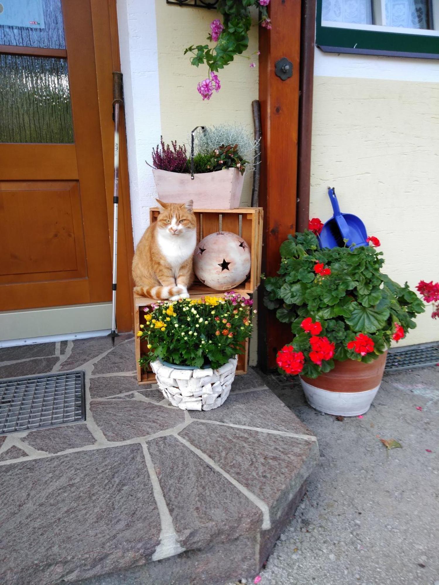 Linarhof Apartment Urlaub Am Bio Bauernhof เฮาส์ อิม เอนน์สทาล ภายนอก รูปภาพ